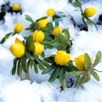 Winterling, Eranthis hyemalis, Schnee, Zwiebelgewächs, Frühjahrsblume, Blume, Gartenpflanze, Frühlingserwachen.