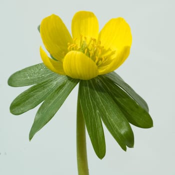 Winterling, Eranthis, hyemalis, -