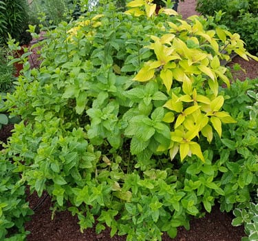 Kraeuter Mix im Topf mit Pfefferminze und Salbei, Zitronenmelisse sind wichtige Kraeuter- und Heilpflanzen. Herb mix in the pot with peppermint and sage, lemon balm are important herbal and medicinal plants.