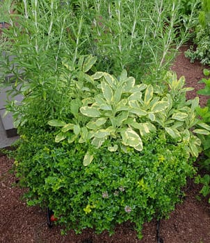 Kraeuter Mix, Salbei, Rosmarin und Thymian, sind wichtige Kraeuter- und Heilpflanzen. Herb mix, sage, rosemary and thyme are important herbal and medicinal plants.
