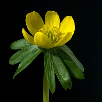 Winterling, Eranthis hyemalis