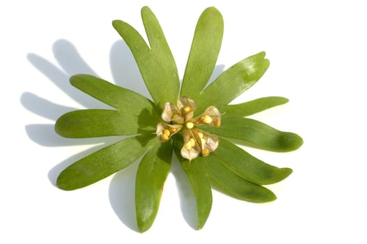 Winterling, Eranthis, hyemalis, Samen