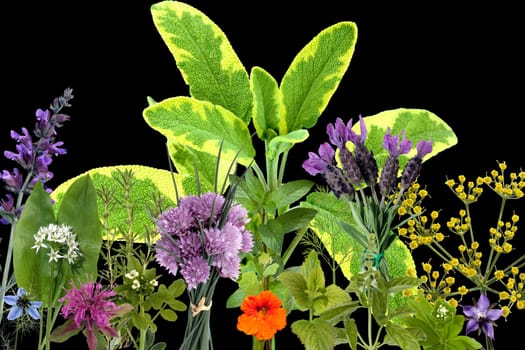 Heilpflanzenarrangement, Kraeuterbilder