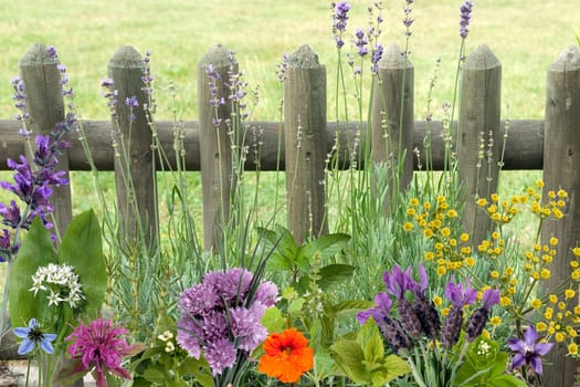 Kraeuterbilderarrangement, Kraeuter, Bilder, Holzzaun