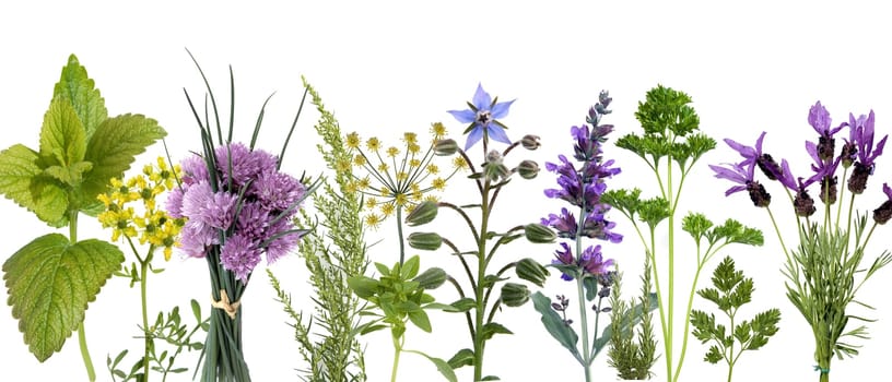Kraeuterbilderarrangement, Kraeuterbilder, Bilder