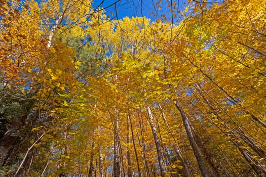 Surrounded by Fall in Almon County Park in Wisconsin