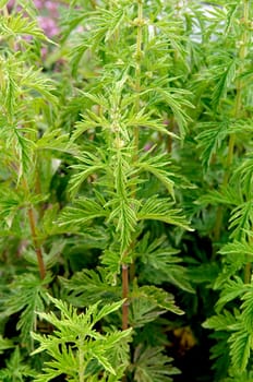 Wolfstrapp  Lycopus europaeus