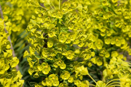 Palisaden-Wolfsmilch, Euphorbia, characia