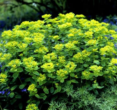 Wolfsmilch, Euphorbia epithymoides, Goldwolfsmilch