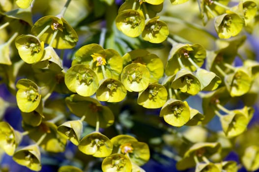 Palisaden-Wolfsmilch, Euphorbia, characia