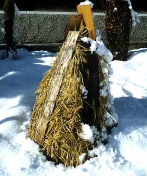 Winterschutz, Stroh, S