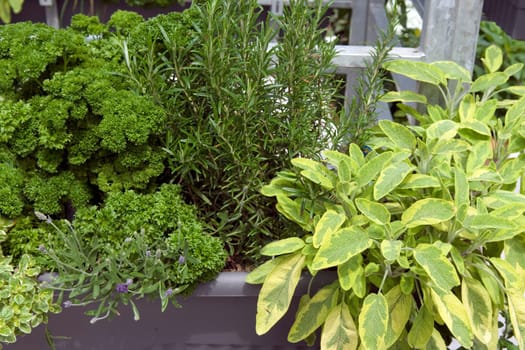 Kraeuterkasten  Petersilie  Salbei  Iceterina  Oregano  Rosmarin  Lavendel