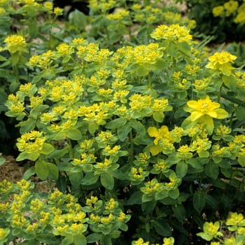 Wolfsmilch, Euphorbia polychroma