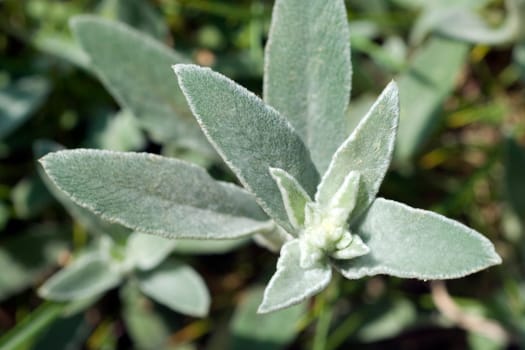 Woll-Ziest  Eselsohr  Ziest  Stachys byzantina
