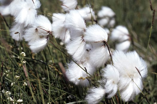 Wollgras, eriophorum, Wasserpflanzen