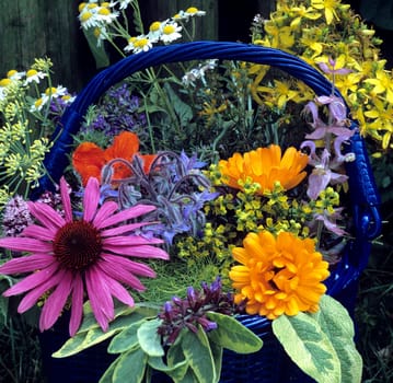 Kräuterkorb, Küchenkräuter,  Heilpflanzen,  Lavendel, Pfefferminze, Kapuzinerkresse, Boretsch, Muskatellersalbei, Salbei, Ysop, Ringelblume, Dill, Roter Sonnenhut, Echinacea, Kamille, Johanniskraut, Fenchel, Weinraute, Koriander.