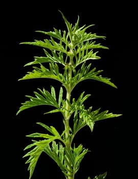 Wolfstrapp  Lycopus europaeus