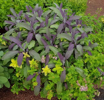 Salbei, Purpurescens, Salvia officinalis und Origanum vulgare, sind wichtige Heil- und Duftpflanzen. Sie sind schoene Staude und werden auch in der Kueche als Gewuerz verwendet. Sage, purpurescens, Salvia officinalis and Origanum vulgare are important medicinal and aromatic plants. They are beautiful perennials and are also used in the kitchen as a seasoning.