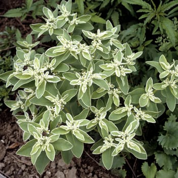 Wolfsmilch, Euphorbia marginatta, Bergschnee