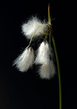 Wollgras, eriophorum