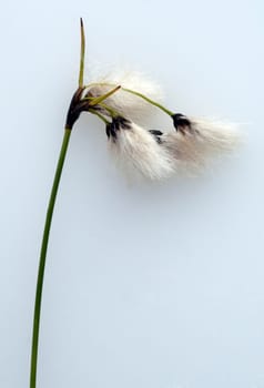 Wollgras, eriophorum