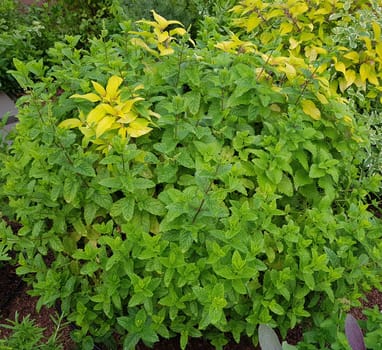 Kraeuter Mix im Topf mit Pfefferminze und Salbei, Marokkanische Minze, sind wichtige Kraeuter- und Heilpflanzen. Herbal mix in a pot of peppermint and sage, Moroccan mint, are important herbal and medicinal plants.