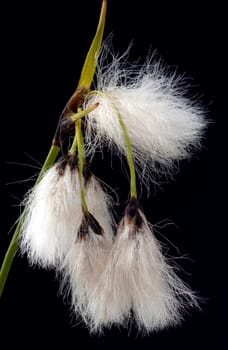 Wollgras, eriophorum, Wasserpflanzen