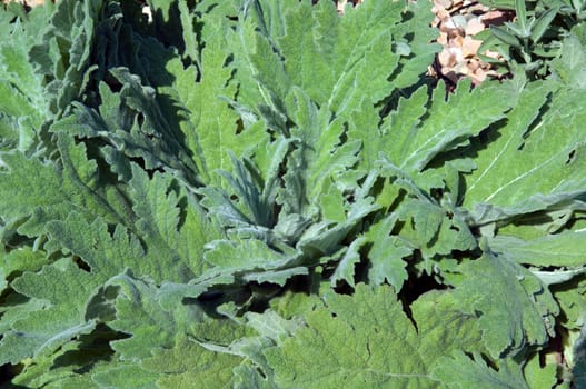 Wolliger Salbei, Salvia aethiops, Heilpflanzen