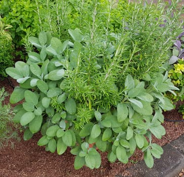 Kraeuter Mix im Topf mit Salbei und Rosmarin, sind wichtige Kraeuter- und Heilpflanzen. Herbal mix in a pot of sage and rosemary are important herbal and medicinal plants.