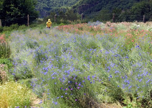 Kraeutersammlerin  Kornblumen