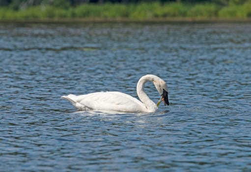 Trumpeter Swan Feeding on Lake Vegetation in Crooked Lake in the Sylvania Wilderness in Michigan