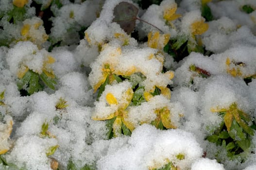 Winterling  Eranthis  hyemalis  Schnee