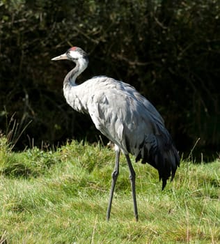 Kranich, Grus grus