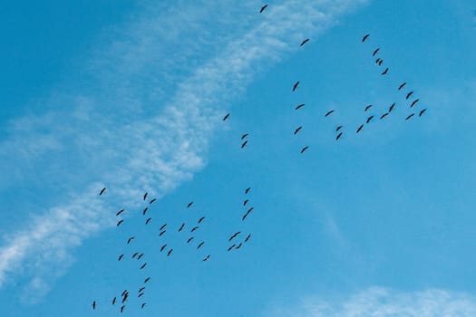 Kraniche, Grus, grus, formationsflug