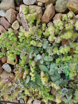 Kreta-Majoran, Origanum dictamnus, Kraeuter, Heilpflanze