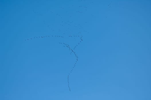 Kraniche, Grus, grus, Grauer, Kranich