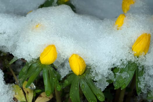 Winterling  Eranthis  hyemalis