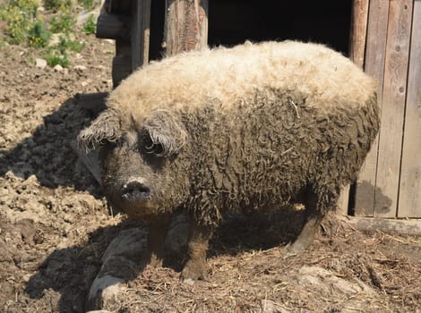 Wollschwein, Sus scrofa, Mangalica