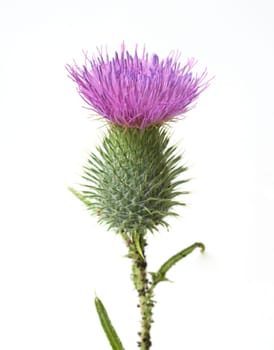 Gemeine, Kratzdistel, Cirsium vulgare