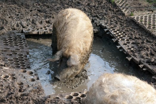 Wollschwein, Mangalica, Arche-Hof, Bedrohte