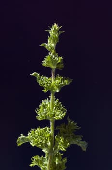 Pfefferminze  Mentha spicata  Krauseminze, Heilpflanzen