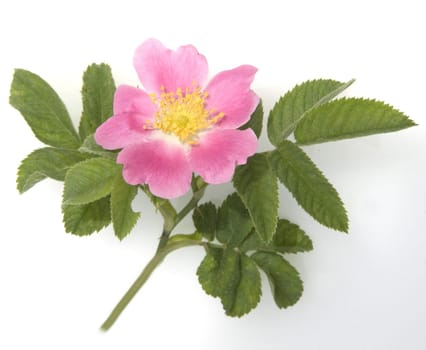 Kratz-Rose  Rosa scabriuscula