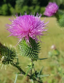 Kratzdistel, Bluete, Cirsium, vulgare