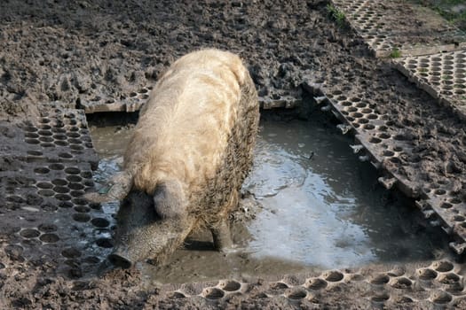 Wollschwein, Mangalica, Arche-Hof, Bedrohte