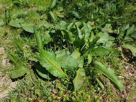Krauser Ampfer, Rumex crispus  Sproessling