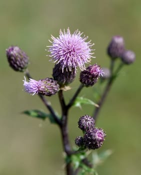 Acker-Kratzdistel, Cirsium arvense, ist eine Wild-und Heilpflanze mit lila Blueten und wird in der Medizin verwendet. Creeping Thistle, Cirsium arvense, is a wild and medicinal plant with purple flowers and is used in medicine.