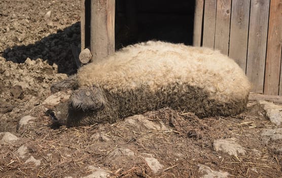 Wollschwein, Sus scrofa, Mangalica