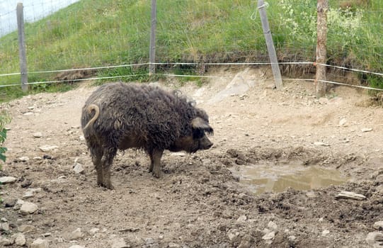 Wollschwein, Sus scrofa f. domestica, Mangalica