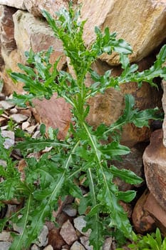 Acker-Kratzdistel  Cirsium  arvense, Sprosse, Jungpflanze