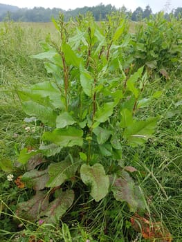 Krauser Ampfer, Rumex crispus
